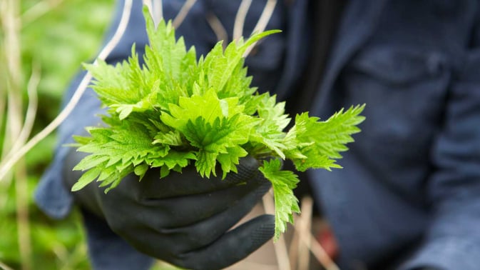 Stinging Nettle